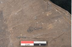 Foto (Detailansicht) von Castanea atavia Unger (NHMW-GEO-2024-0188-7964)